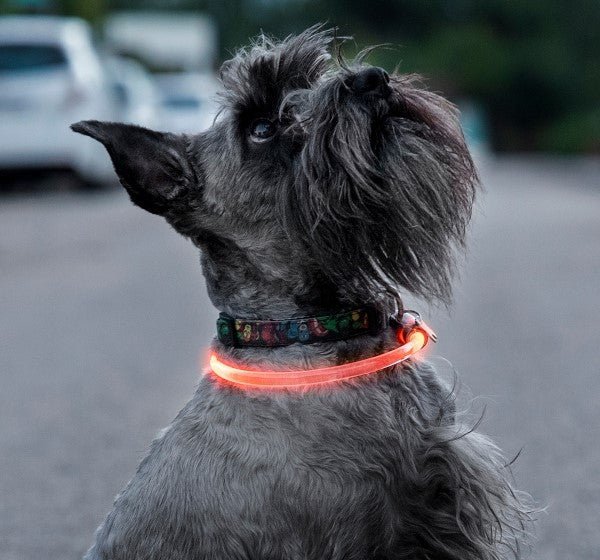 Collare per animali domestici a LED